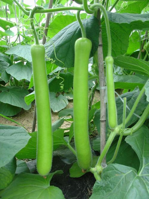 吃瓜快乐鹅,揭秘娱乐圈幕后趣闻