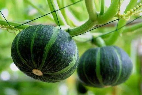 顾盼 大白在吃瓜,大白吃瓜乐趣多