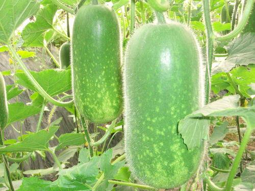 瘦瘦吃瓜,揭秘娱乐圈那些不为人知的秘密