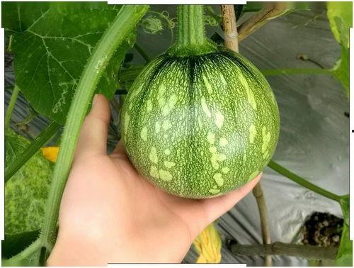 母子瓜好吃吗怎么吃,教你轻松解锁最佳食用方法